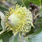 Bur Oak Acorns (Quercus macrocarpa)