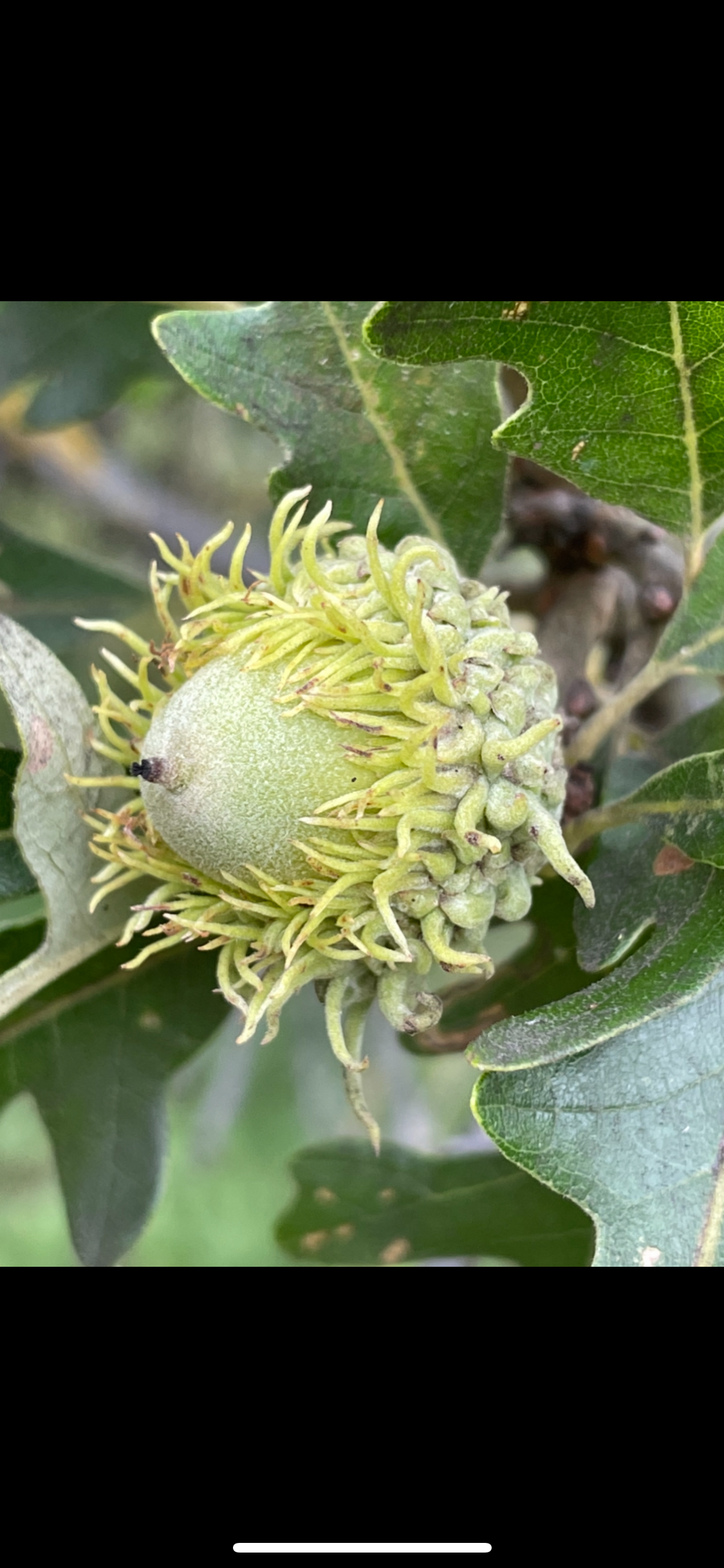 Graines de chêne à gros fruits (Quercus macrocarpa)