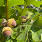 Bur Oak Acorns (Quercus macrocarpa)