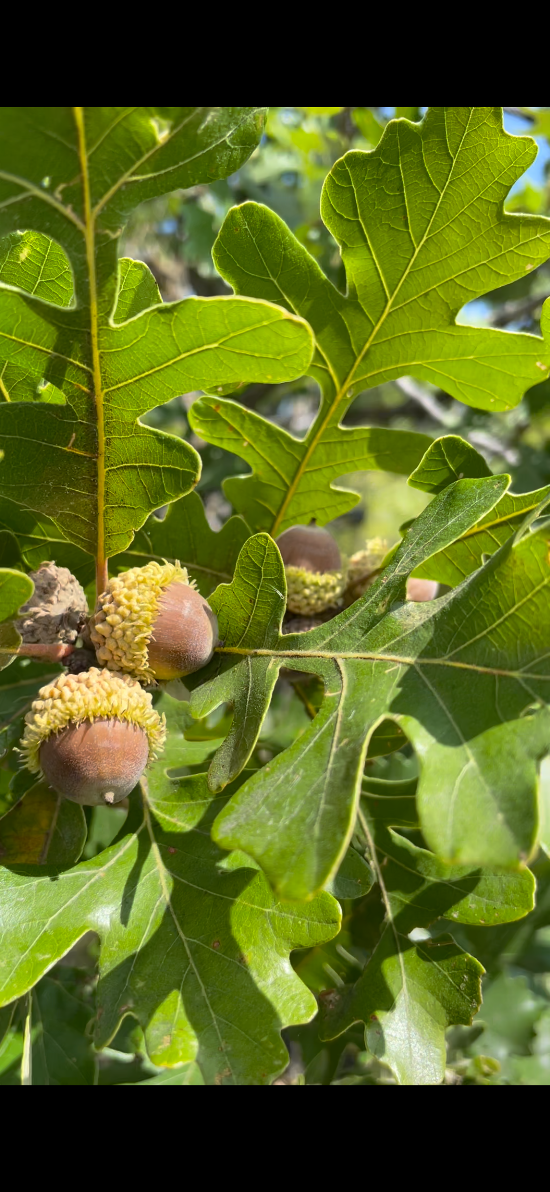 Graines de chêne à gros fruits (Quercus macrocarpa)