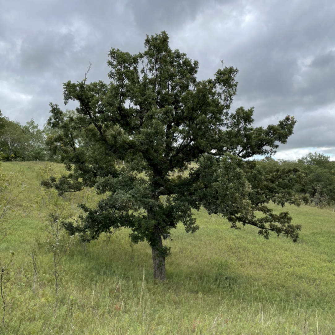 Roble Bur (Quercus macrocarpa)