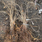Virgina Creeper (Parthenocissus quinquefolia)