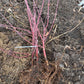 Red Osier Dogwood (Cornus sericea)