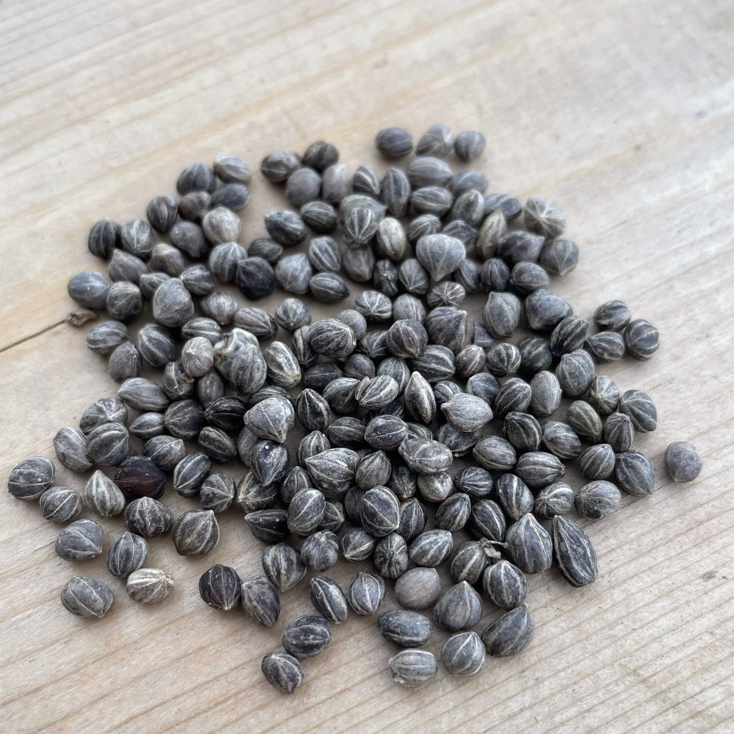 Redosier Dogwood Seeds (Cornus sericea) - 50+ Seeds