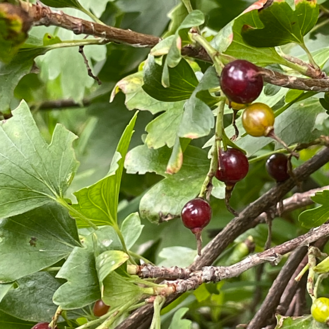 Grosellero Negro Consorte (Ribes nigrum x Ribes ussuriense)