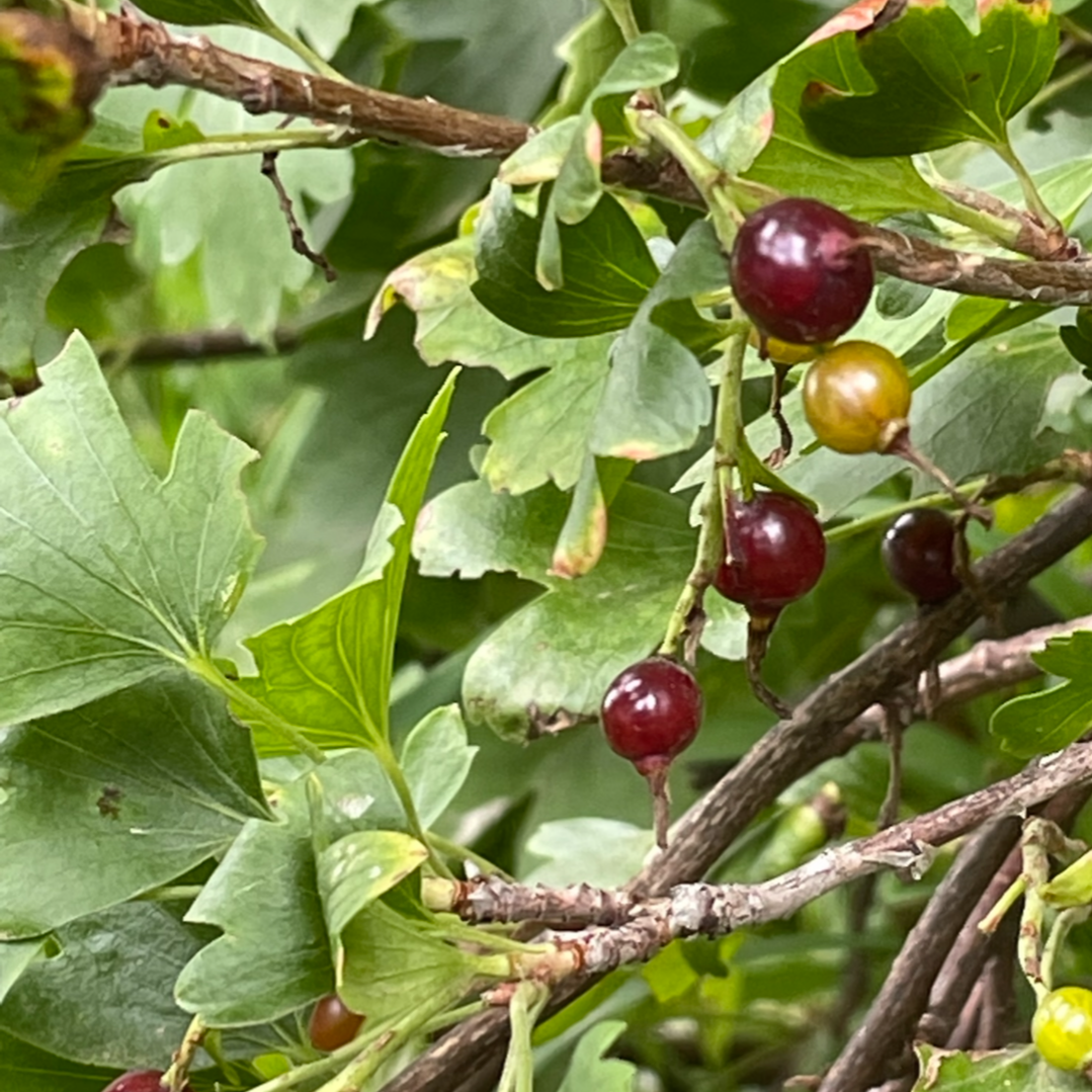 Consort Cassis (Ribes nigrum x Ribes ussuriense)