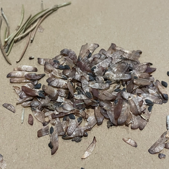 Semillas de Pino Jack (Pinus bankingiana) - Más de 100 semillas