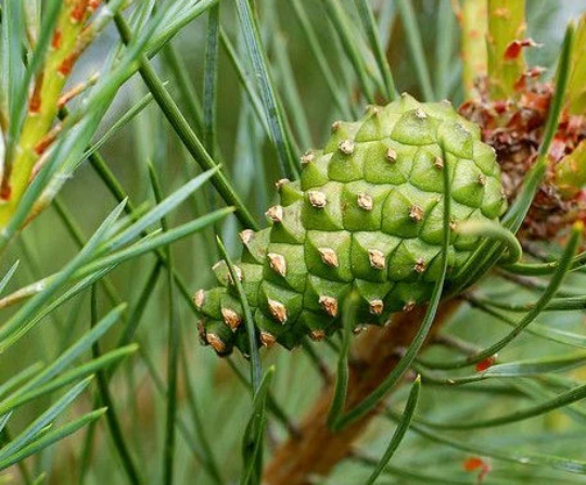 Graines de pin sylvestre – (Pinus sylvestris, pin sylvestre) – 100+ graines