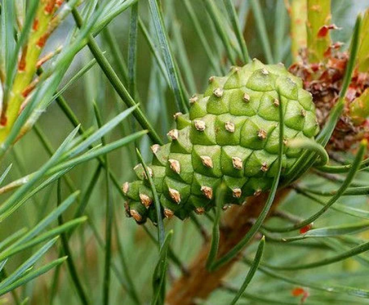 Semillas de pino silvestre - (Pinus sylvestris, pino escocés) - más de 100 semillas