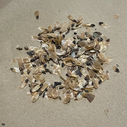 Semillas de Abeto Blanco (Picea glauca) - Más de 100 semillas