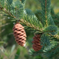 Graines d'épinette blanche (Picea glauca) - 100+ graines