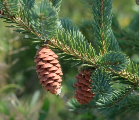 Graines d'épinette blanche (Picea glauca) - 100+ graines