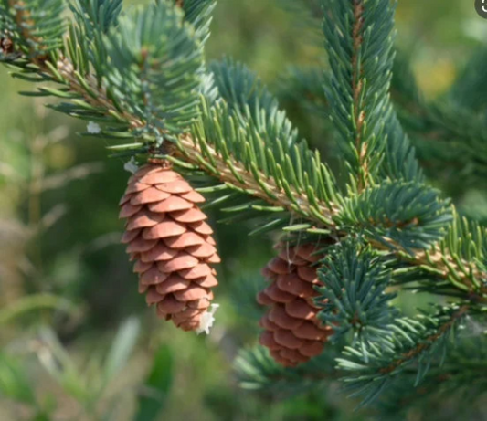 White Spruce Seeds (Picea glauca) - 100+ Seeds