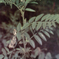 Graines de réglisse sauvage (Glycyrrhiza lepidota) - 40+ graines