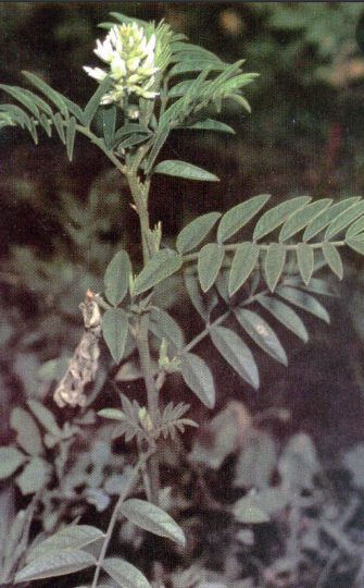 Semillas de Regaliz Silvestre (Glycyrrhiza lepidota) - Más de 75 semillas