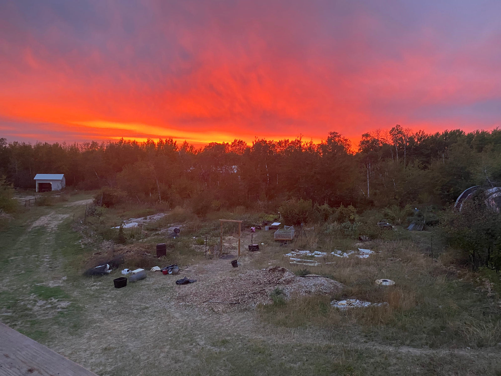 Sunset over the nursery